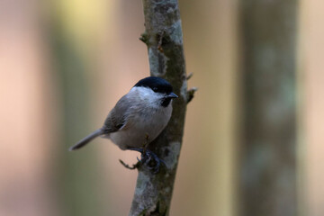 Mésange nonnette Parus palustris en gros plan
