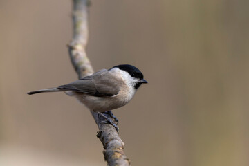 Mésange nonnette Parus palustris en gros plan