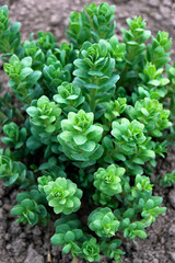 Sedum plant also known as stonecrop or crassula in a flowerbed