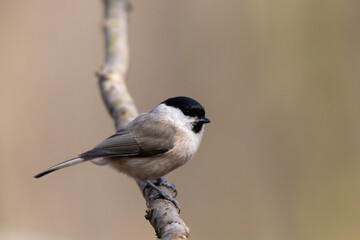 Mésange nonnette Parus palustris en gros plan