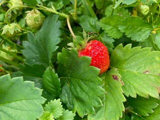 organic strawberry in the garden
