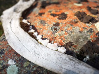 Weathered reindeer jaw lying on a rock
