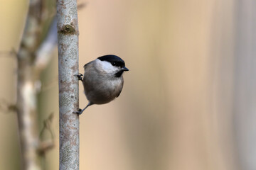 Mésange nonnette Parus palustris en gros plan
