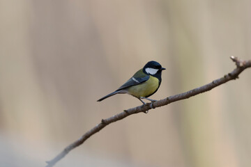 Naklejka premium Mésange charbonnière Parus major en gros plan