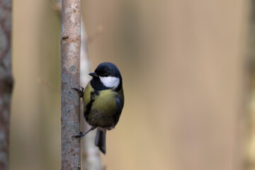 Mésange charbonnière Parus major en gros plan