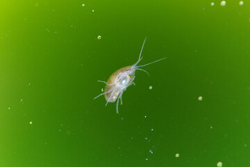 Crustacé Amphipode Gammaridae Gammarus en gros plan dans eau riche en algues