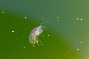 Crustacé Amphipode Gammaridae Gammarus en gros plan dans eau riche en algues