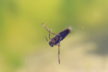 Insecte aquatique Hémiptère Notonecta glauca en gros plan nageant