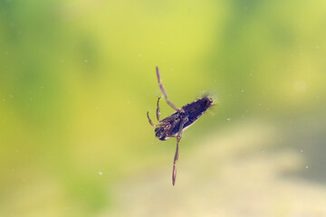 Insecte aquatique Hémiptère Notonecta glauca en gros plan nageant