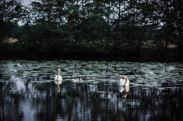 Schwanenfamilie
