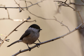 Mésange nonnette Parus palustris en gros plan