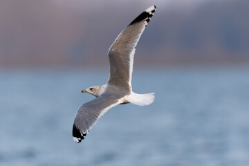 Goéland cendré Larus canus en vol sur le Rhin en hiver