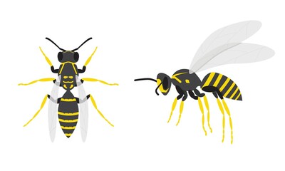 Wasps. A set of two insects. Top and side view. Flat. Vector illustration.