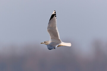Goéland cendré Larus canus en vol sur le Rhin en hiver