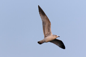 Goéland cendré Larus canus en vol sur le Rhin en hiver