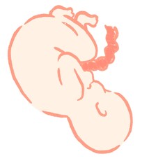 胎児　赤ちゃん　妊娠　新生児
