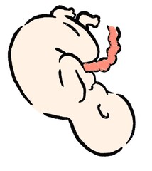 胎児　赤ちゃん　新生児　子宮