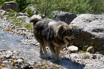 long hair stray dog in nature, albanian alps
