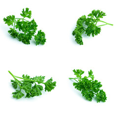 Greenery. Sprigs of curled parsley on a white background. Macro photo.
