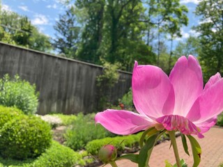 pink flower in the garden