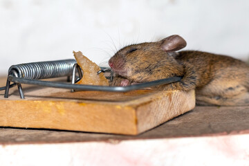Dead mouse in a mousetrap. Mouse hunting. The mouse is a small rodent and pest