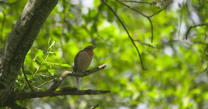 Chaffinch bird singing preening wing feathers on tree branch summer forest green leaves