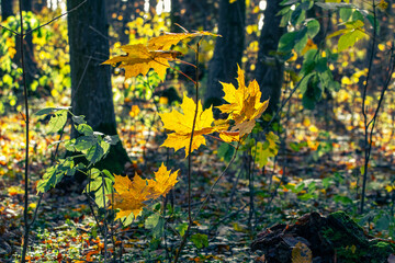 Yellow maple leaves in the autumn forest in sunny weather