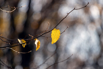 Tree branch with the last autumn leaves in a dark forest