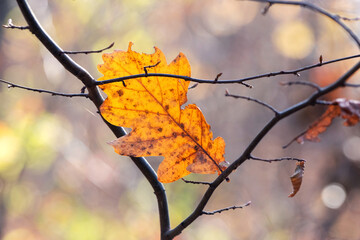 Fototapeta na wymiar Dry oak leaf on a tree branch in sunny weather