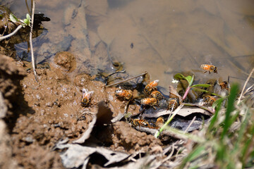 水田脇のミツバチの水飲み場（埼玉県/6月）