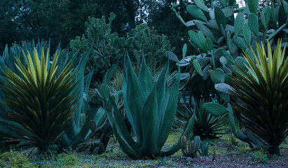 coral reef in the sea