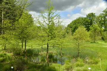 Fototapeta na wymiar Petite marre dont les eaux se confondent avec le gazon autour à l'arboretum de Wespelaar au Brabant Flamand