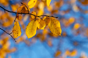 Naklejka na ściany i meble Tree branch with yellow autumn leaves on a background of blue sky on a sunny day