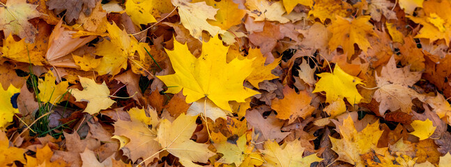 Yellow and orange fallen maple leaves in the forest on the ground, autumn carpet of leaves