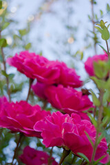 Contrapicado de rosas con el cielo de fondo