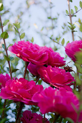 Ángulo nadir de rosas con el cielo de fondo