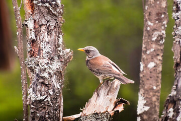 Fieldfare (Turdus pilaris) perched on a lichenous tree