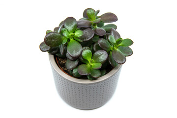 Potted Crassula ovata or Pigmyweeds home plant isolated on white background. This plant is known to be a wealth luck feng-shui symbol. Small crassula ovata. Closeup. Top view 
