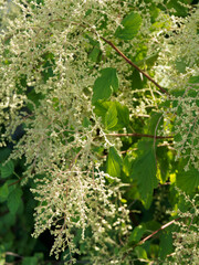 Holodisque discolore ou Holodiscus discolor. Arbuste à fleurs pendantes blanc crème au bout de rameaux minces et arqués portant un feuillage dense vert clair à vert grisâtre, velu, alterne et lobé 