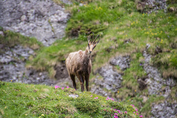 Naklejka na ściany i meble Carpathian Mountain Goat Chamois Rupicapra