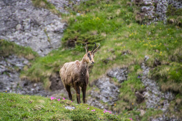Carpathian Mountain Goat Chamois Rupicapra