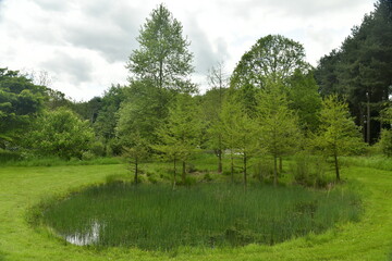 Petite marre circulaire couverte de roseaux à l'arboretum de Wespelaar 