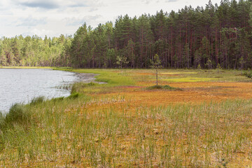 Bog on lake shore beside pine tree forest in Vybord District on the border Russia and Finland. The bog formed with multi-meter layer of  sphagnum moss. - obrazy, fototapety, plakaty