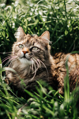 cat hunts tall grass