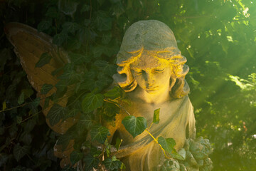 Old angel statue which has become overgrown with ivy. In the rays of the sun.