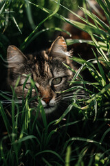 cat hunts tall grass