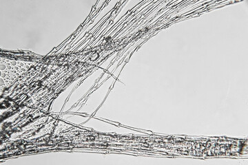 Transmitted light microscopy of powder down feather
