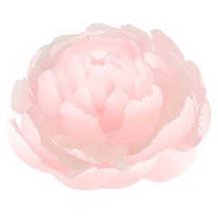 It is an illustration of a flower of the Rosaceae family with many petals.