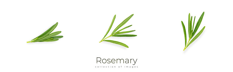 Rosemary isolated on white background. Rosemary leaves.