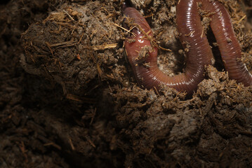 Extreme close-up macro photo of earthworm drill and adventure in fertile soil. Studio light made to...